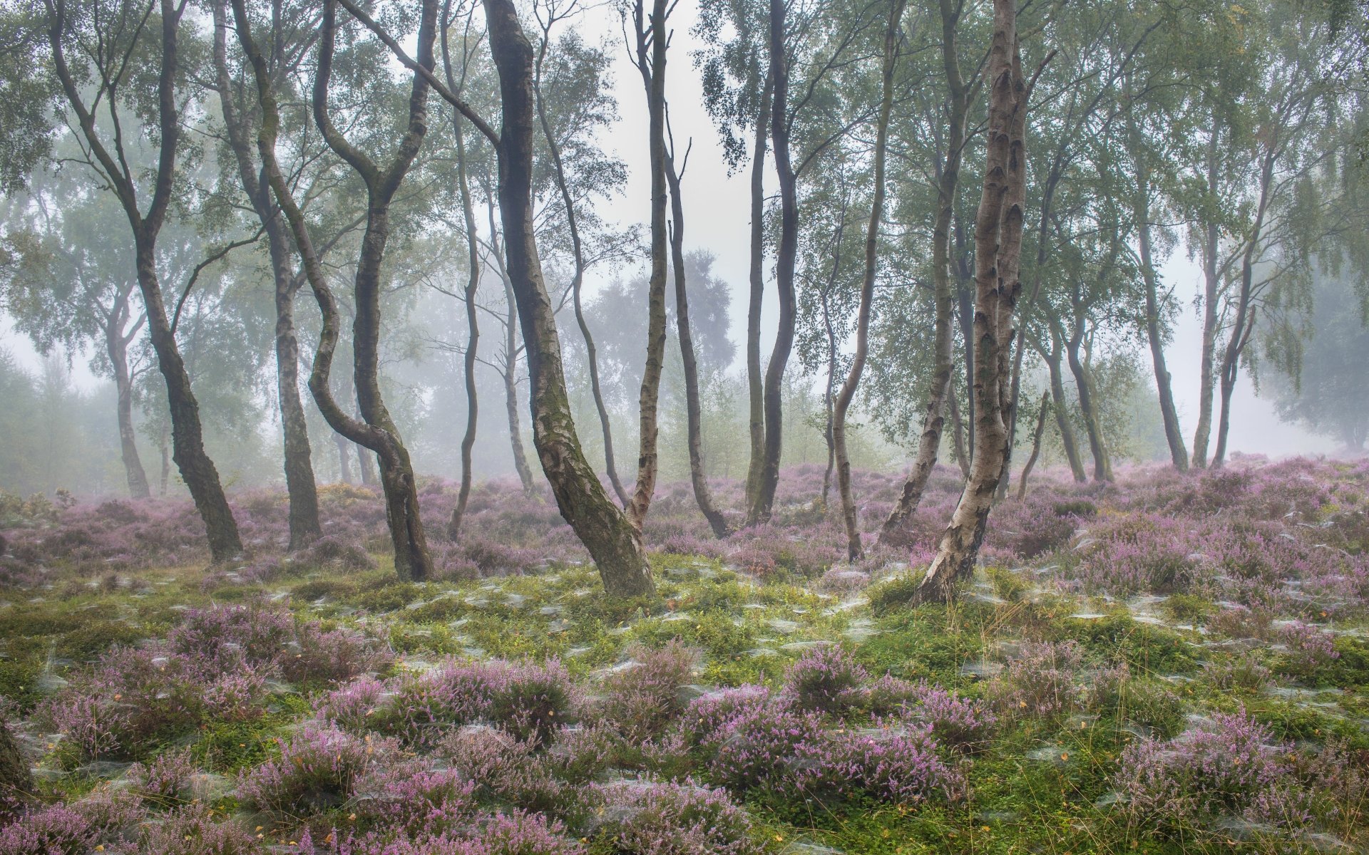 Download Nature Fog 4k Ultra HD Wallpaper