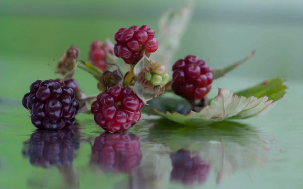 food blackberry HD Desktop Wallpaper | Background Image
