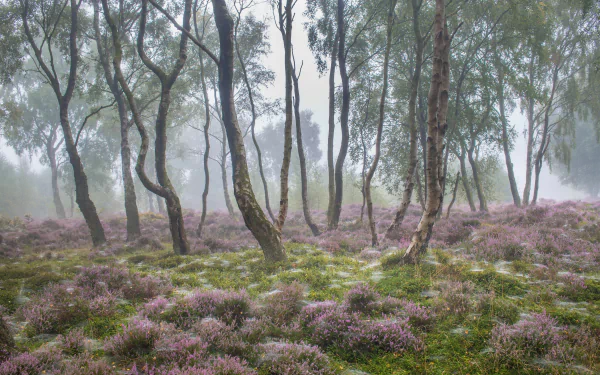 nature fog HD Desktop Wallpaper | Background Image