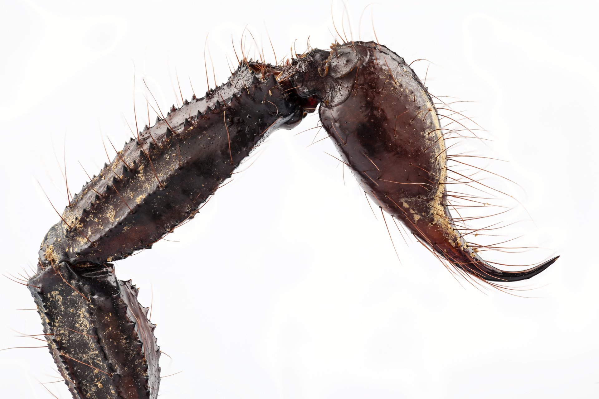 Download Animal Scorpion 4k Ultra HD Wallpaper