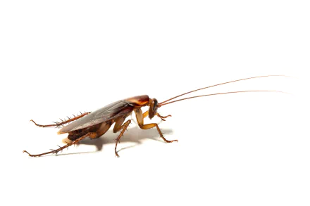 Close-up of a cockroach with detailed features against a white background, rendered in 4K Ultra HD quality for PC desktop wallpaper and background.