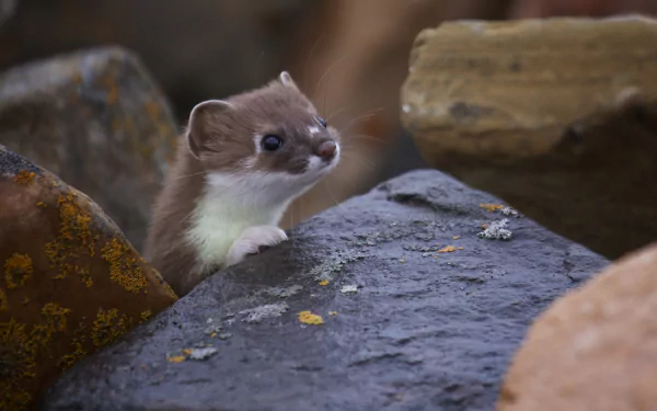 Animal ferret HD Desktop Wallpaper | Background Image