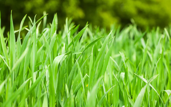 nature grass HD Desktop Wallpaper | Background Image