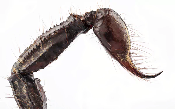 Animal scorpion HD Desktop Wallpaper | Background Image