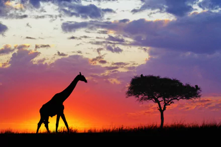 4K Ultra HD PC desktop wallpaper/background: animal giraffe silhouette walking past an acacia tree at sunset, vivid orange and purple sky.