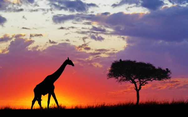 4K Ultra HD PC desktop wallpaper/background: animal giraffe silhouette walking past an acacia tree at sunset, vivid orange and purple sky.