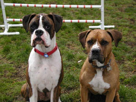 HD PC desktop wallpaper of two boxer dogs sitting on grass before an agility jump, one brindle and white with a red collar, the other fawn with a white chest.