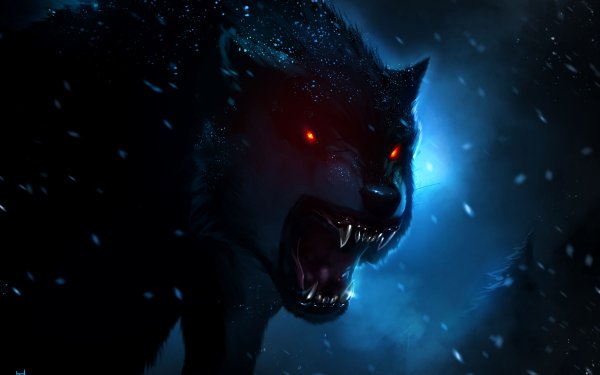 Mysterious Wolf with Piercing Eyes Wallpaper and Background Image ...