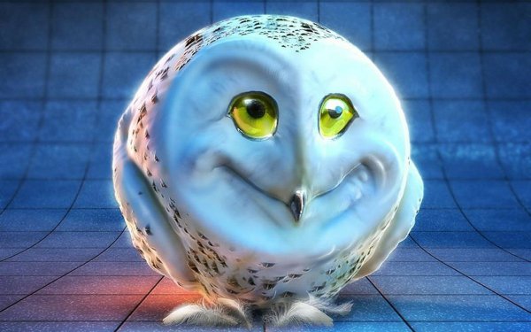 Funny Animal Owl Bird Weird HD Wallpaper | Background Image