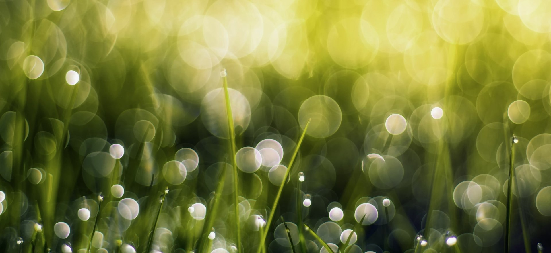 Abstract circular bokeh over dew-kissed grass in warm greens and yellows — 2K Quad HD PC desktop wallpaper and background.