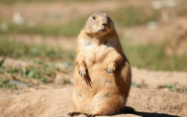  A Prairie Dog Keeping Watch