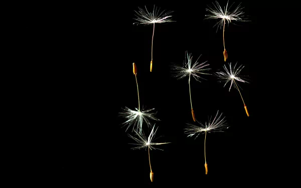 Nature 4K Ultra HD PC desktop wallpaper and background: delicate dandelion seeds drifting against a deep black backdrop.