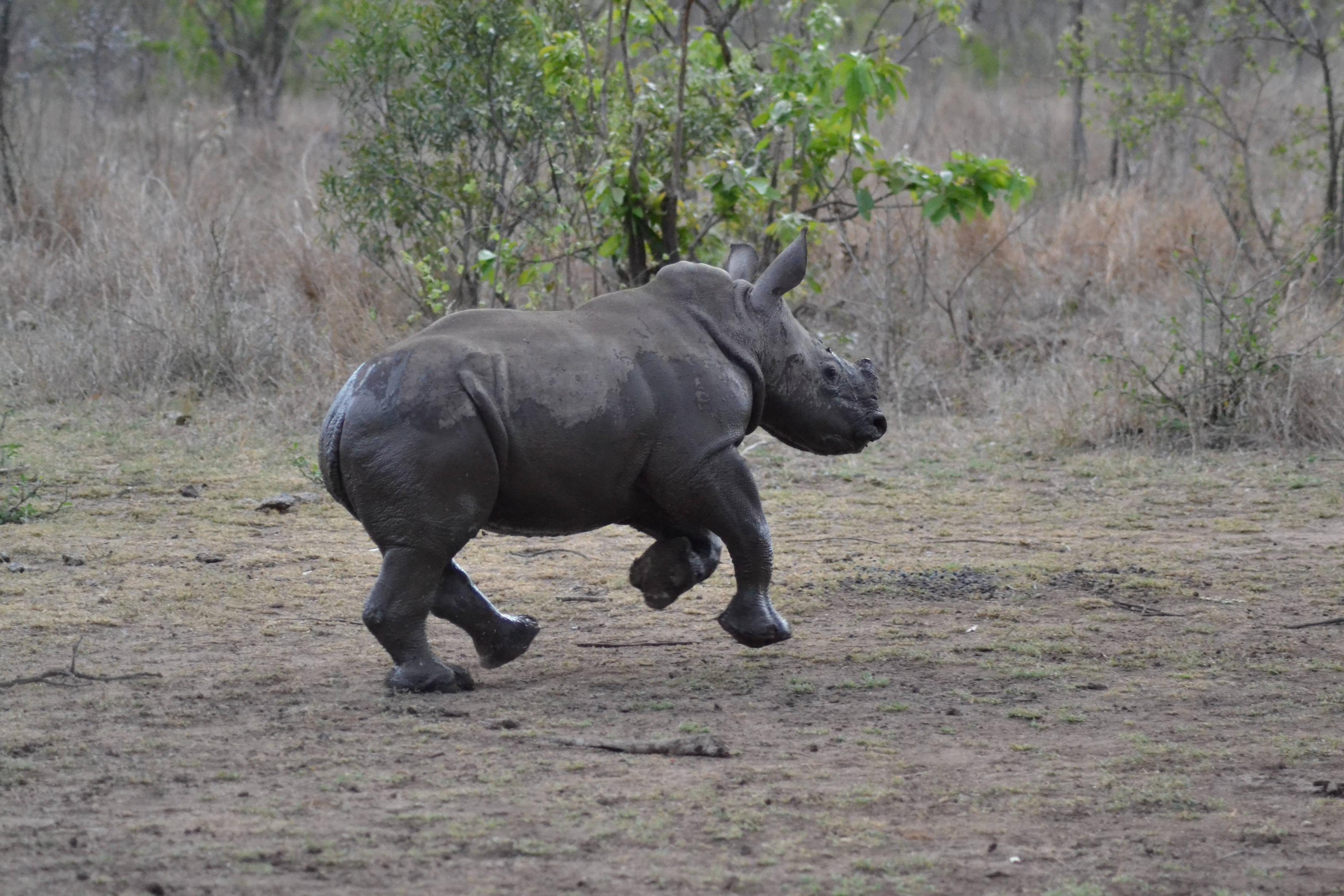 Носорог все выступления. Карликовый носорог. Альбатрос уругвайского носорог. Носорог прыгает.