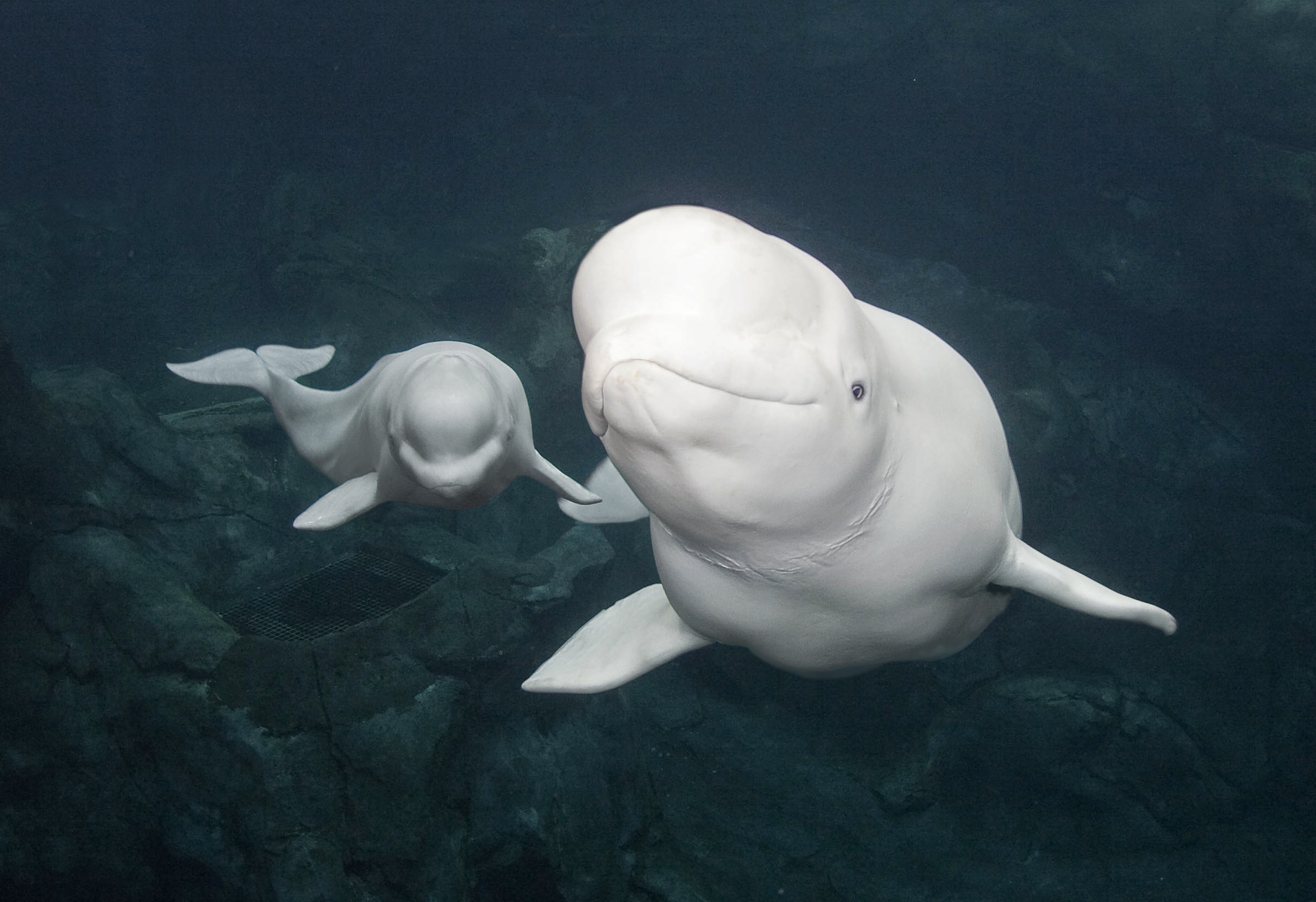 HD wallpaper Beluga White Whale Whale Ice Light HD animals  Wallpaper  Flare