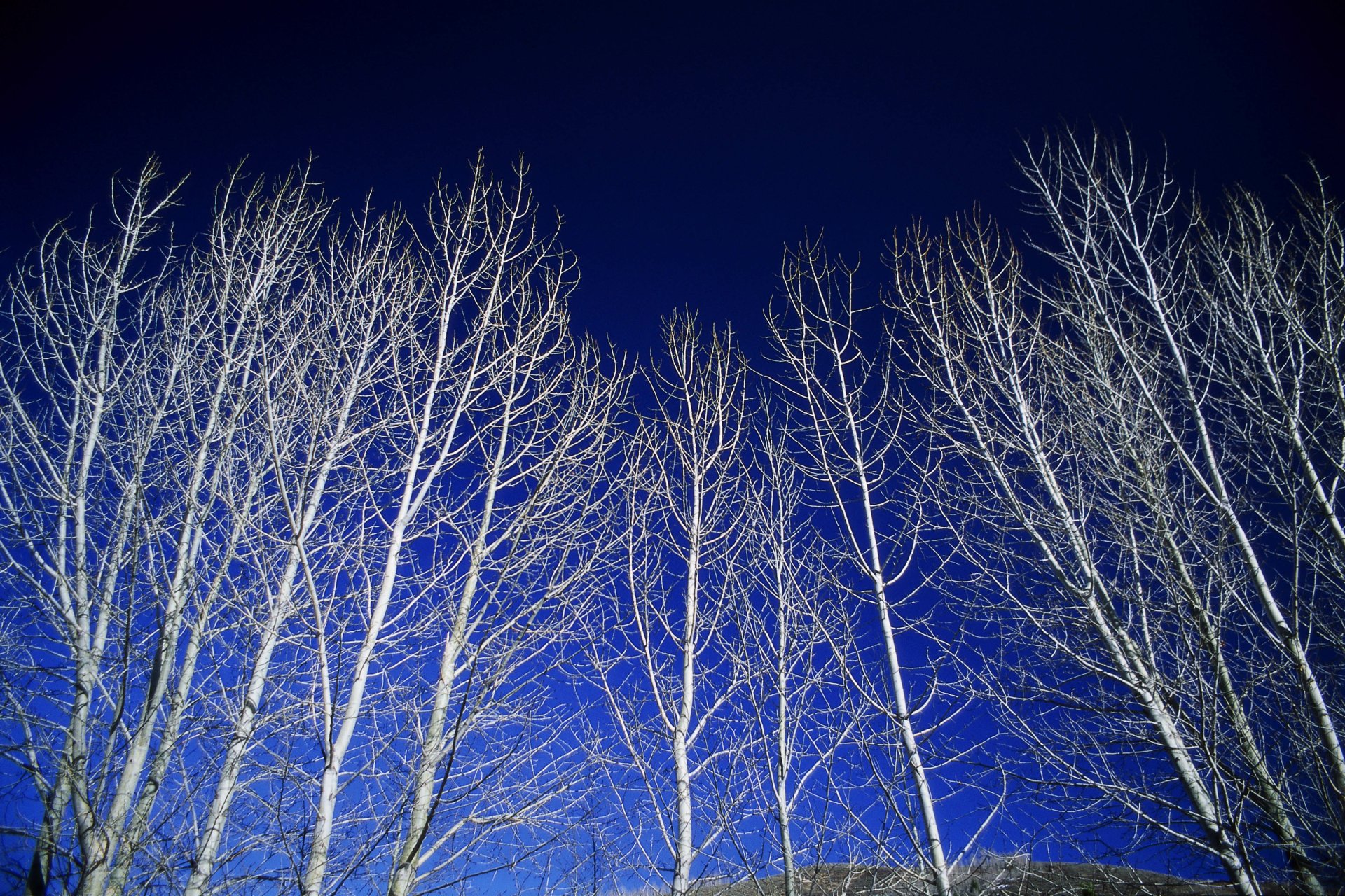 Download Nature Tree 4k Ultra HD Wallpaper