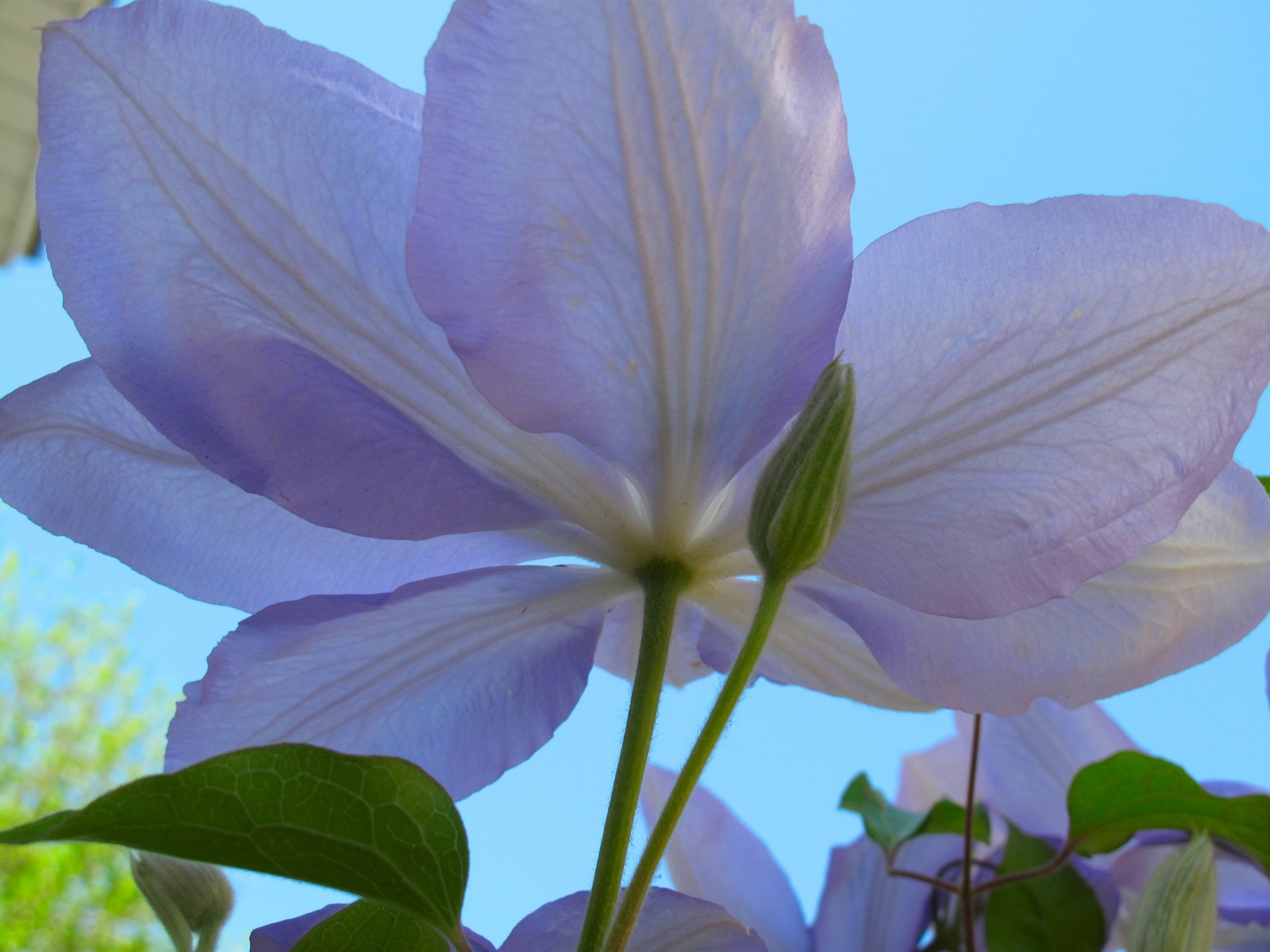 Download Nature Flower 4k Ultra HD Wallpaper | 4416x3312 | Wallpaper Abyss