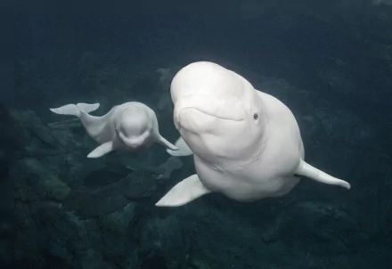 HD desktop wallpaper featuring two white beluga whales swimming gracefully in a deep aquarium setting.