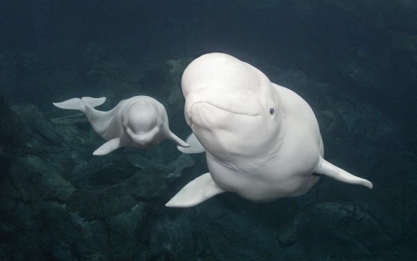 Animal Beluga Whale Beluga Whale Aquarium Fish HD Wallpaper | Background Image