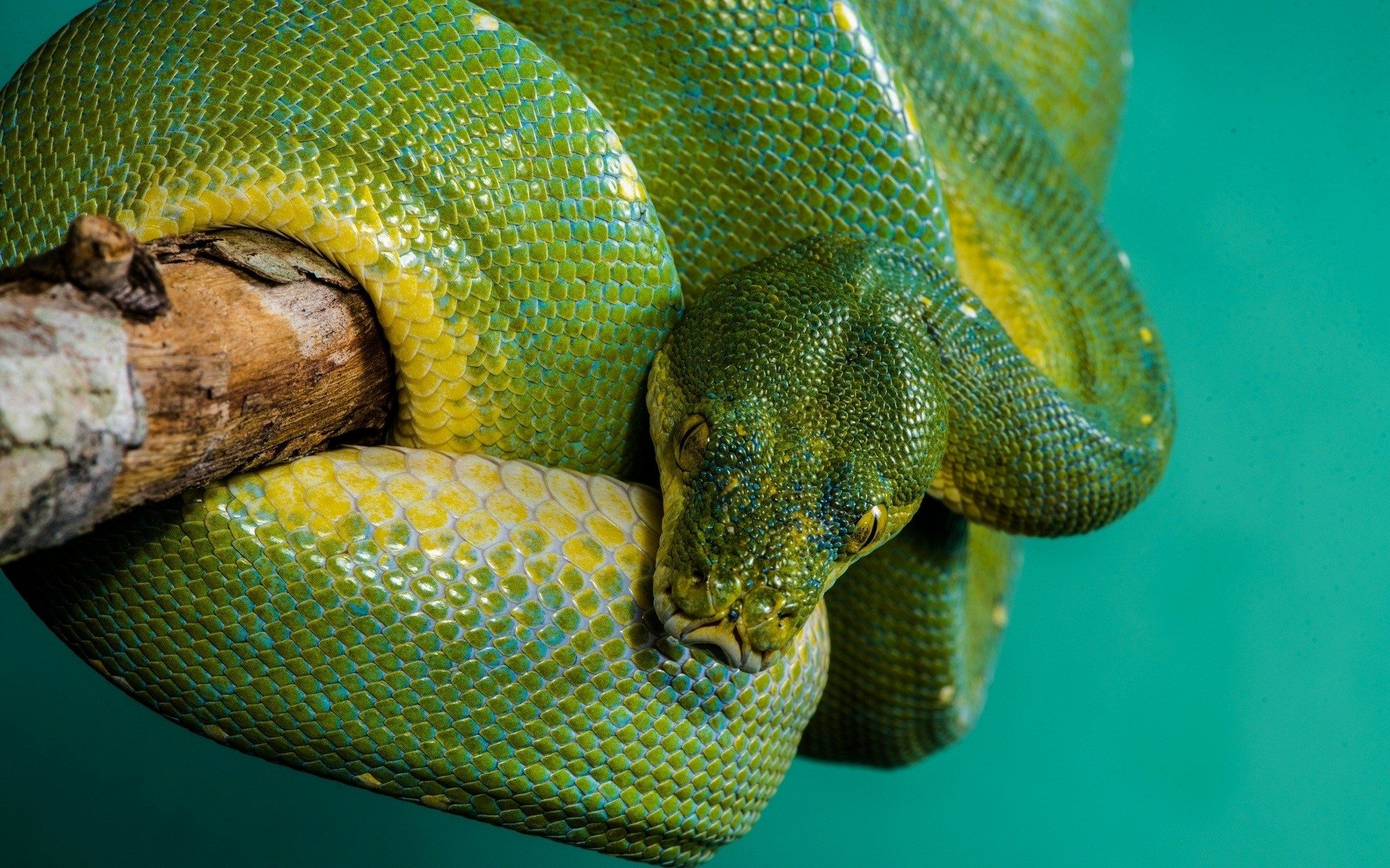 Stunning Green Python HD Wallpaper
