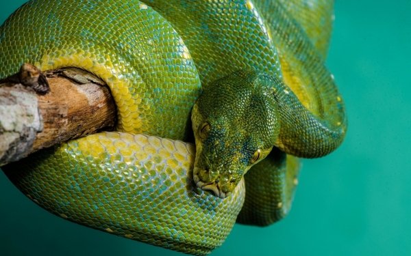 Animal Python Reptiles Snakes Green Snake HD Wallpaper | Background Image