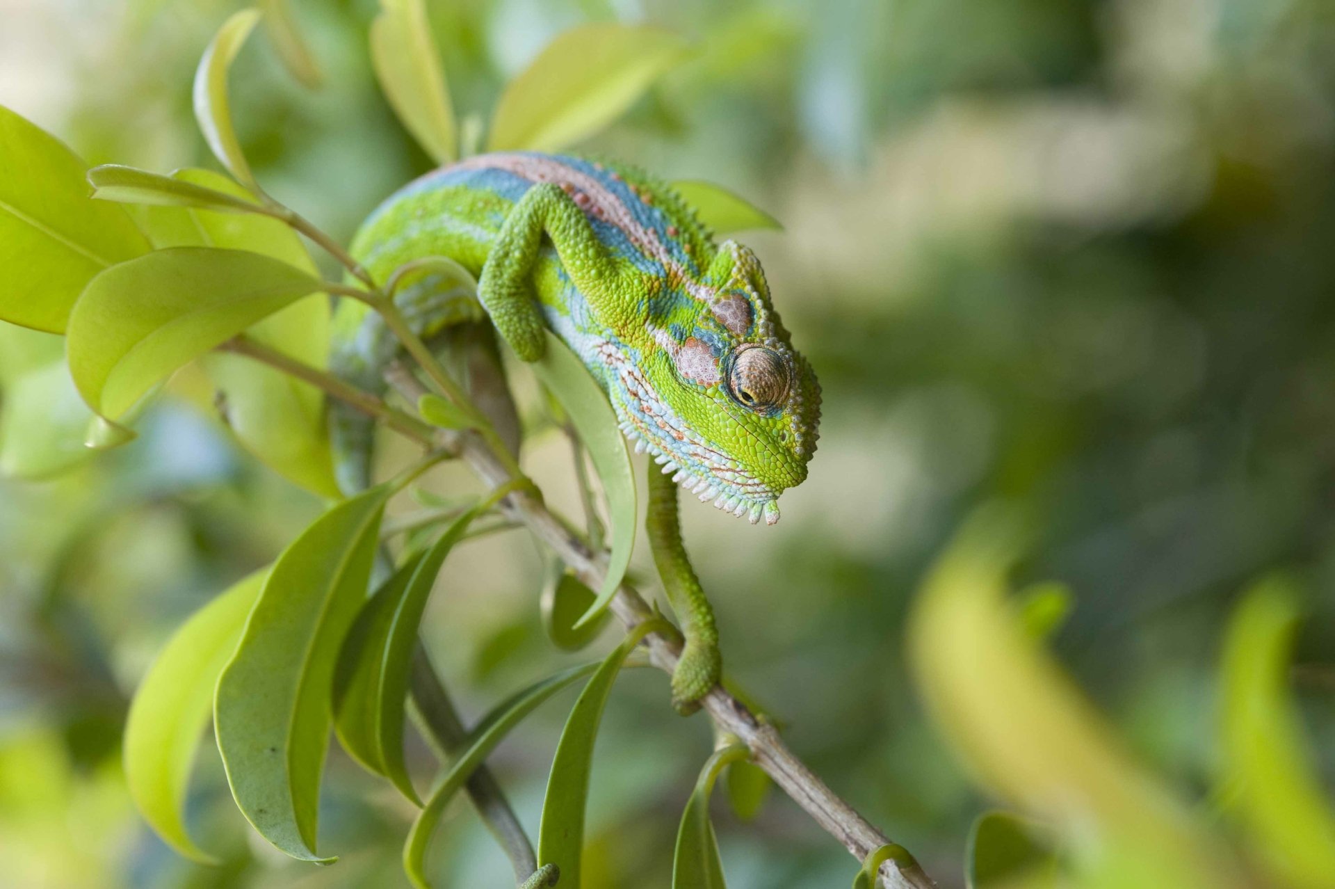 Download Animal Chameleon 4k Ultra HD Wallpaper