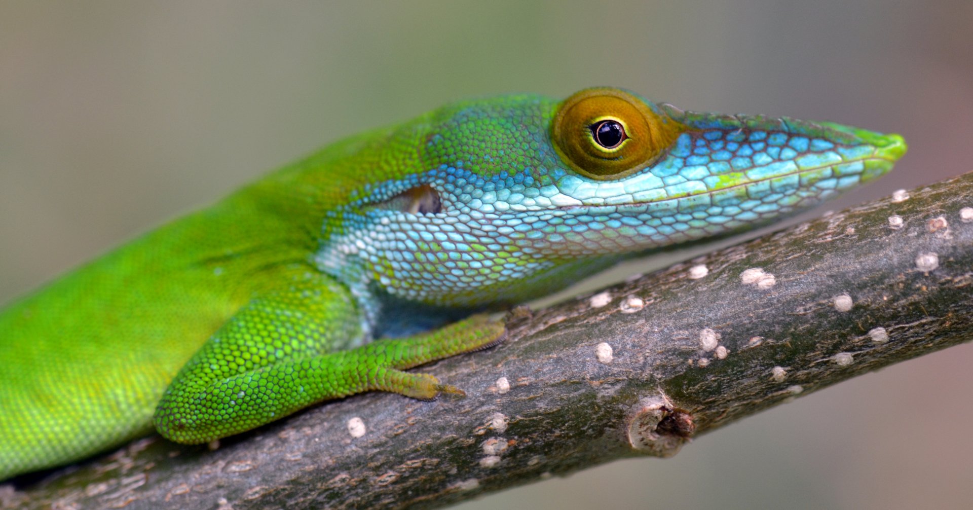 Green Anole Hd Wallpaper Background Image 3906x2046