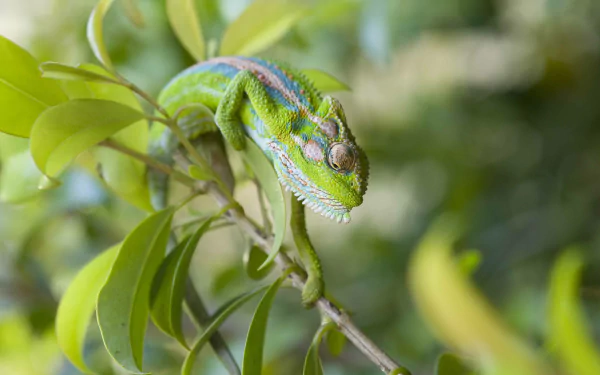 Animal chameleon HD Desktop Wallpaper | Background Image
