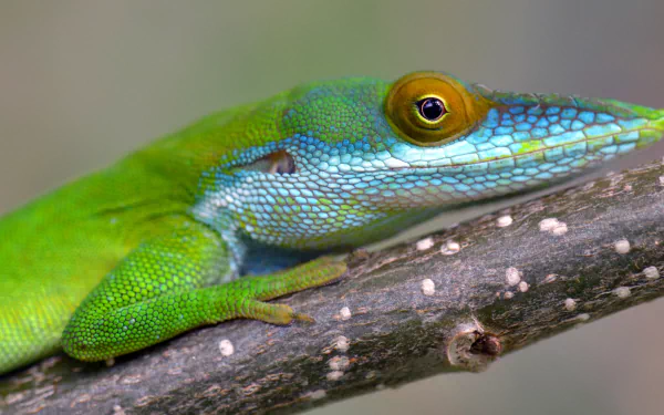 Animal green anole HD Desktop Wallpaper | Background Image