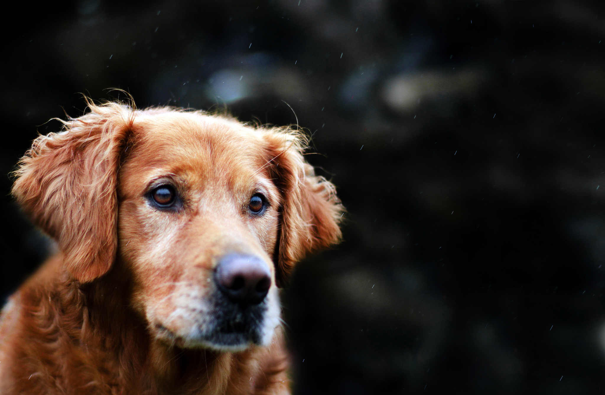 New Year S Wallpaper Golden Retriever