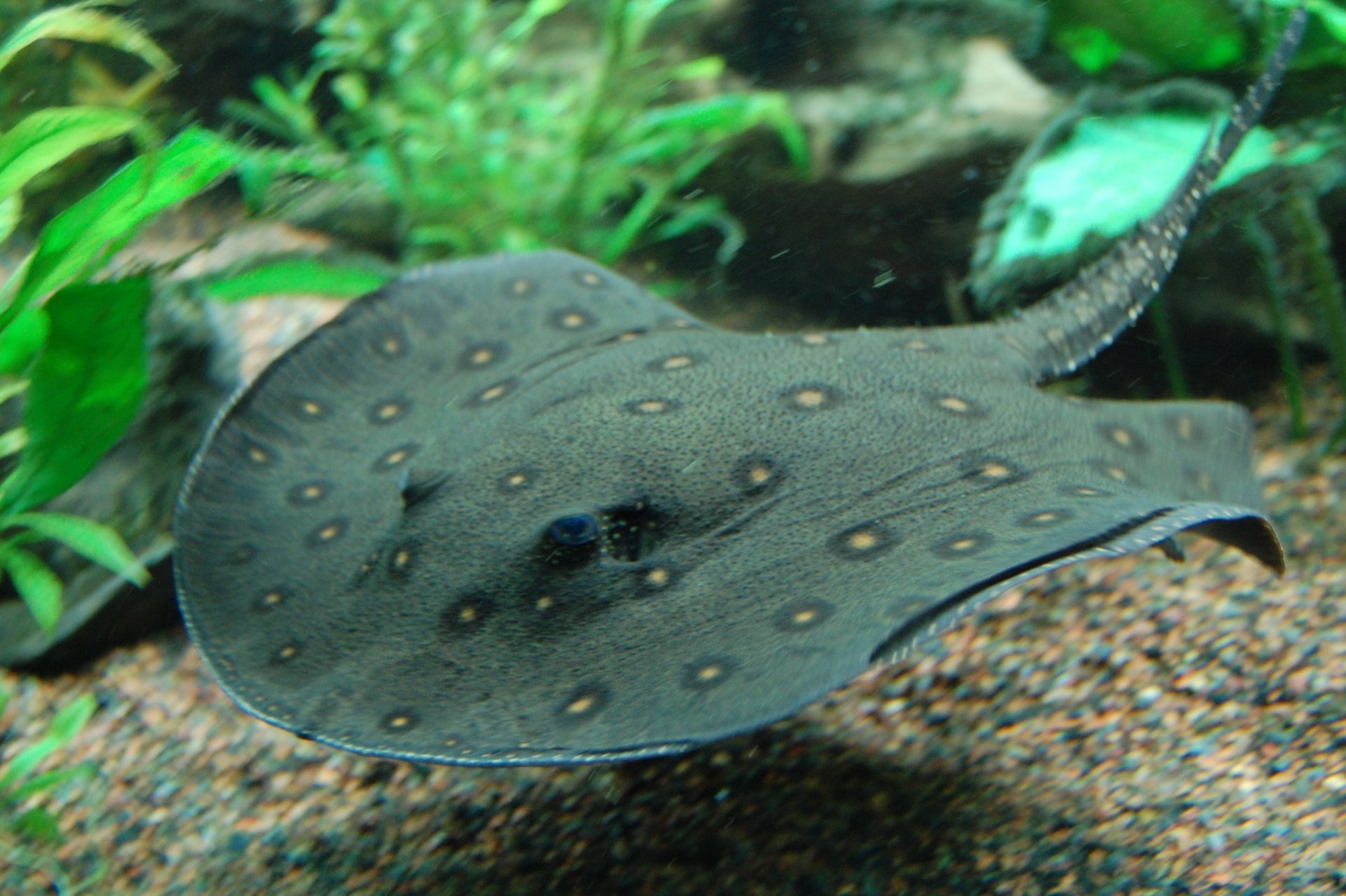 Download Animal Stingray HD Wallpaper
