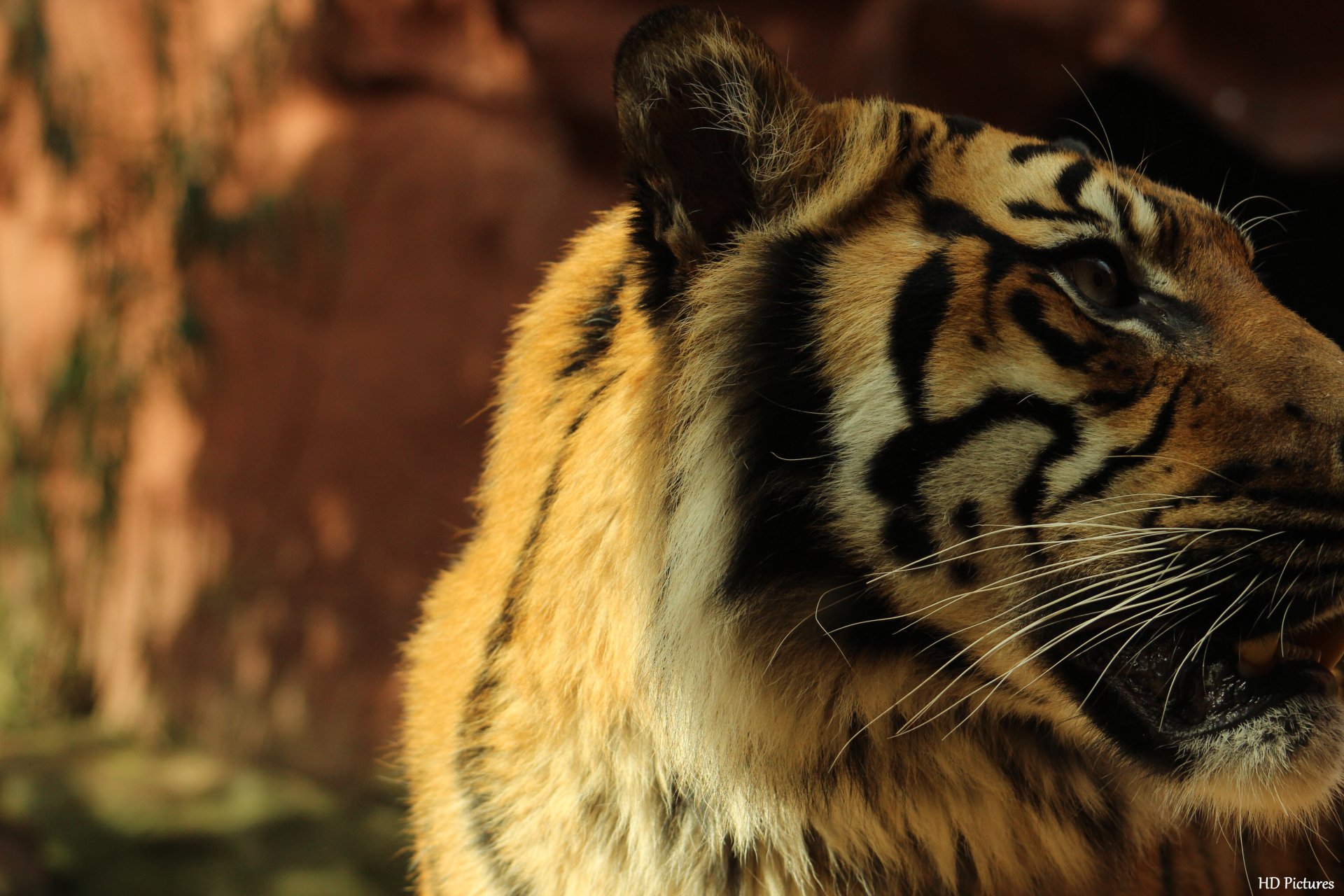 248 4K Ultra HD Tiger Wallpapers | Background Images - Wallpaper Abyss ...