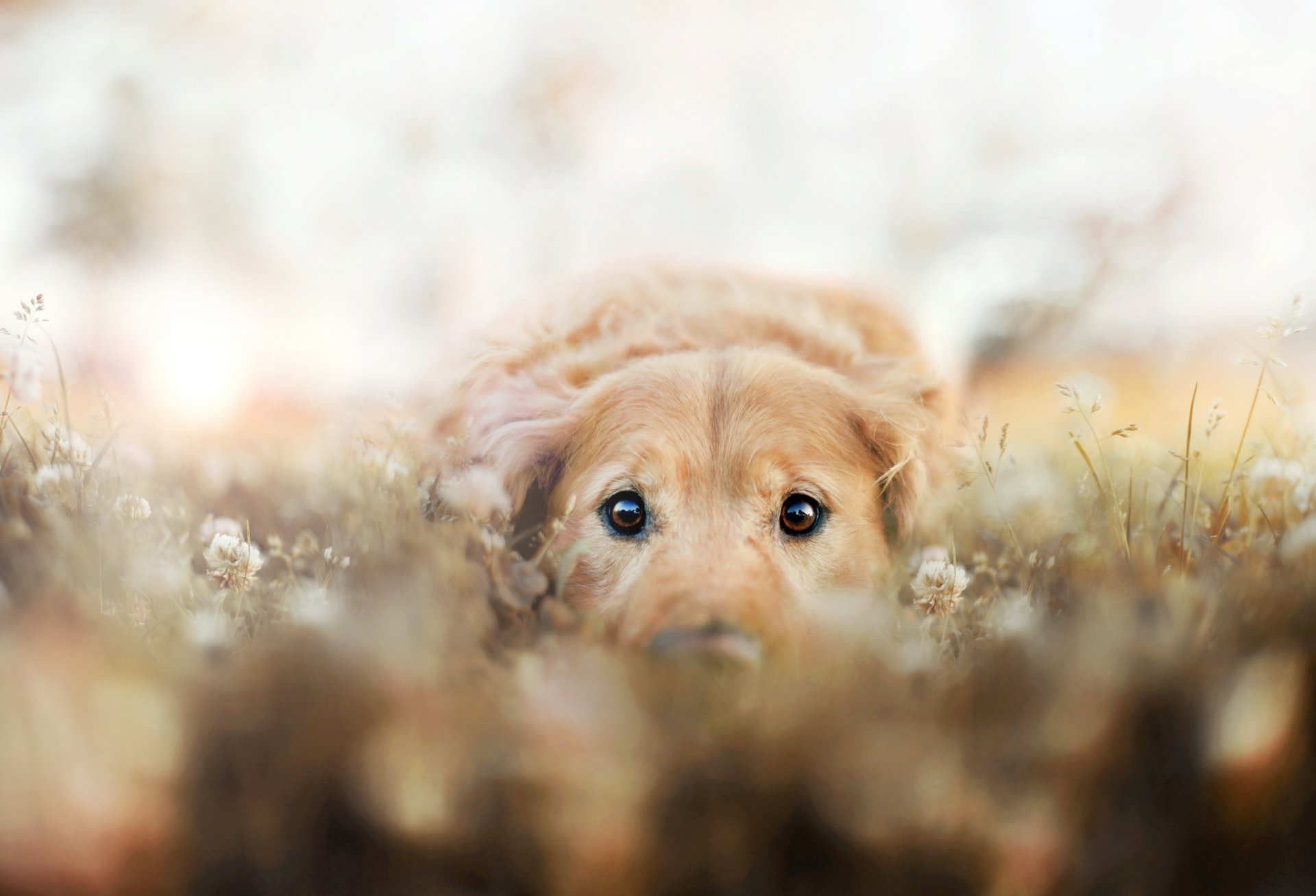 Golden Retriever Bliss HD Wallpaper for Animal Lovers by Jessica Trinh