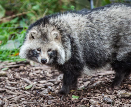Raccoon dog close-up on a leaf-strewn forest floor — 2K Quad HD PC desktop wallpaper and background.