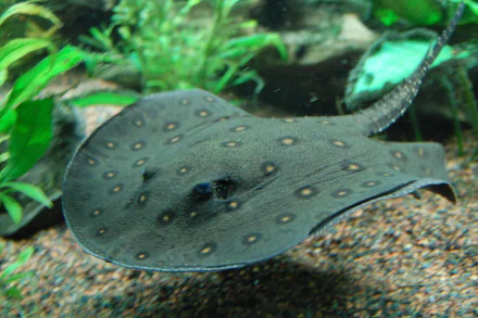 Animal stingray HD Desktop Wallpaper | Background Image