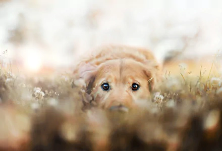 A close-up of a golden retriever nestled in a field of flowers, with soft focus creating a serene atmosphere. This high-definition image makes a charming desktop wallpaper.