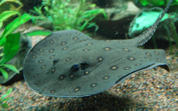 Animal stingray HD Desktop Wallpaper | Background Image