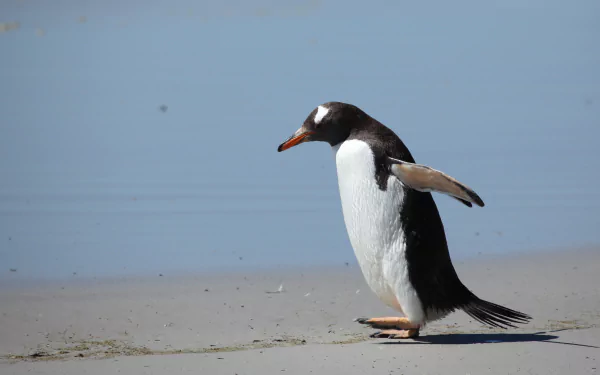 Animal penguin HD Desktop Wallpaper | Background Image