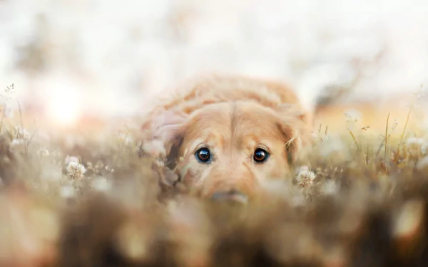 A close-up of a golden retriever nestled in a field of flowers, with soft focus creating a serene atmosphere. This high-definition image makes a charming desktop wallpaper.