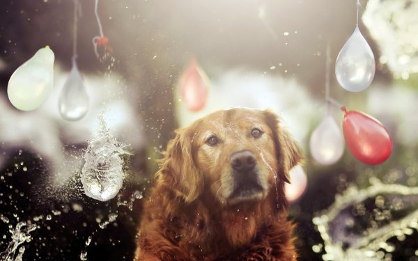 Animal Golden Retriever Dogs HD Wallpaper | Background Image