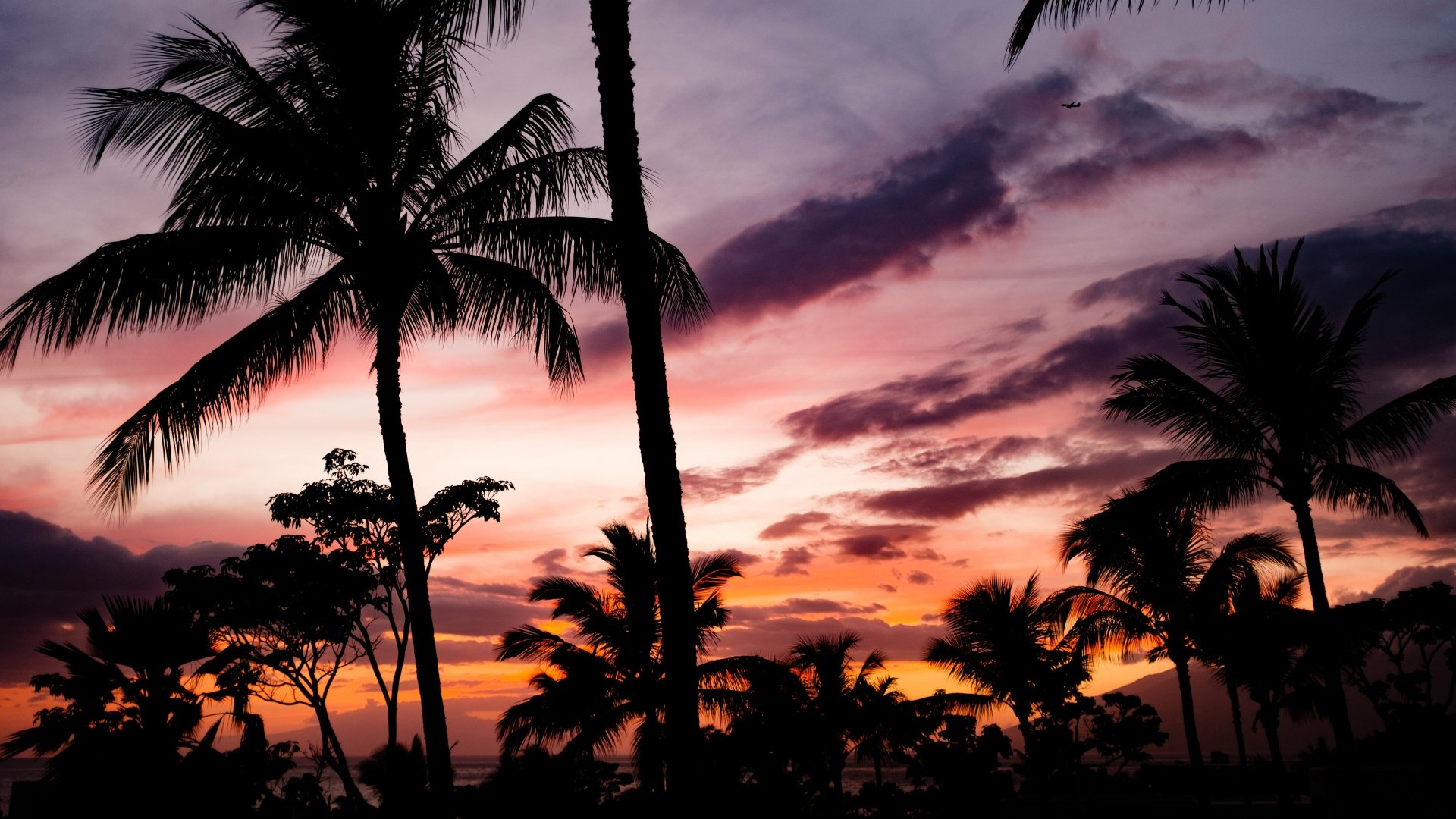 Tropical palm trees silhouetted against a vibrant 4K Ultra HD sunrise sky filled with colorful clouds.