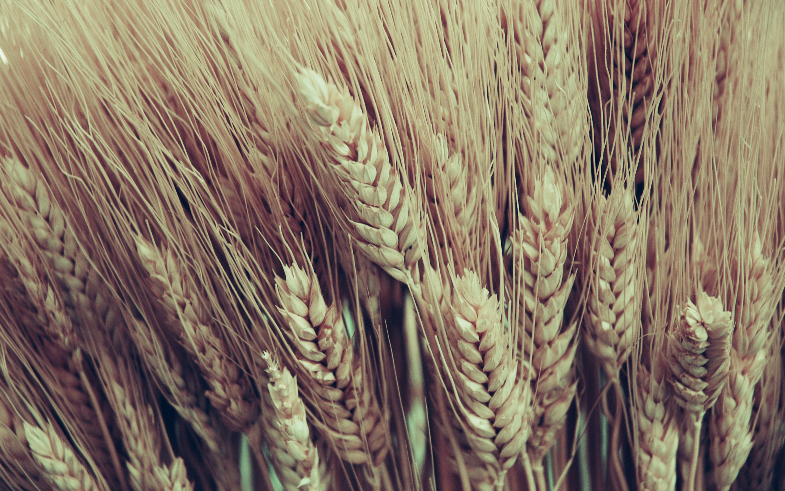 Earth Wheat HD Wallpaper | Background Image