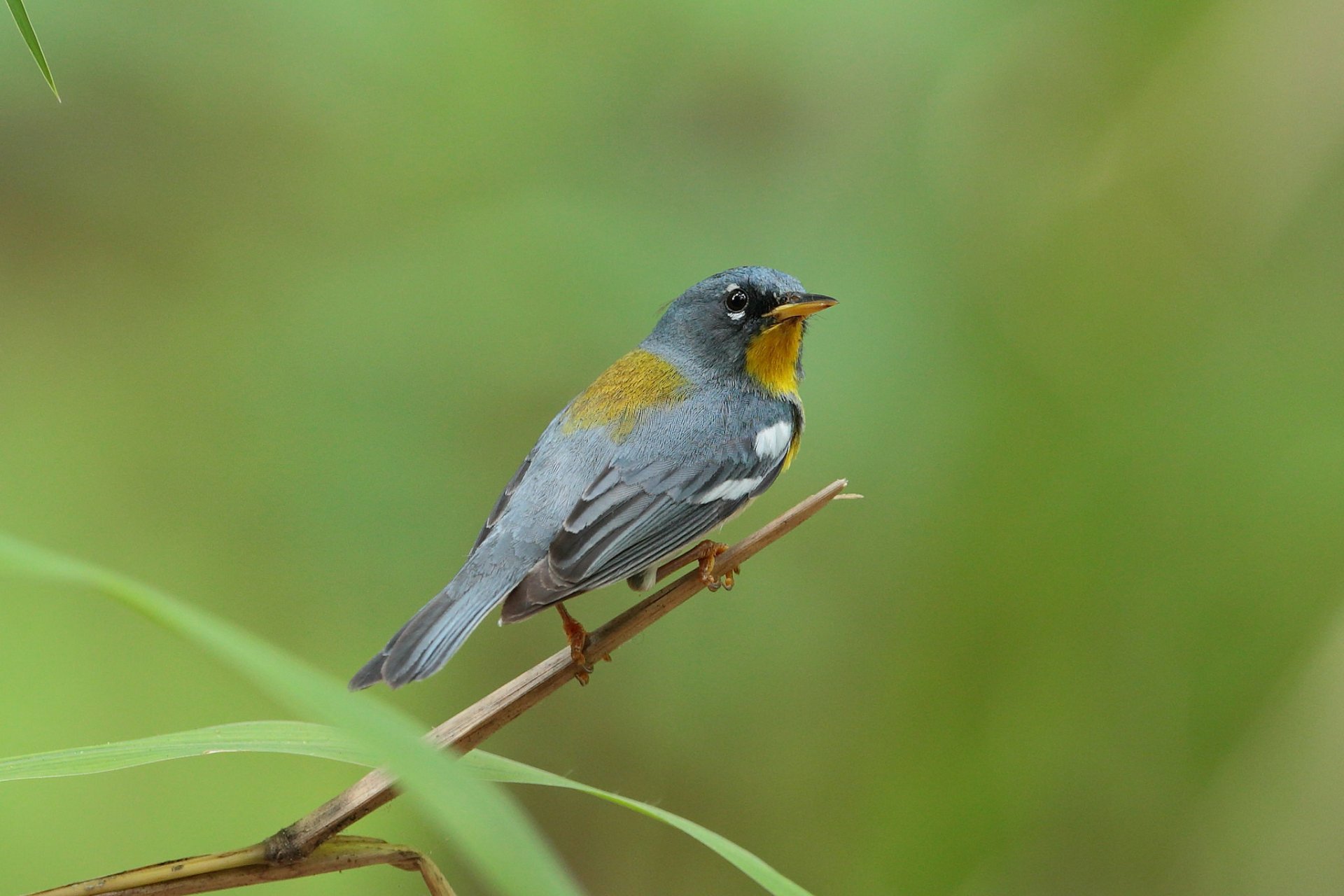 Northern Parula (Setophaga americana) by Hammerchewer