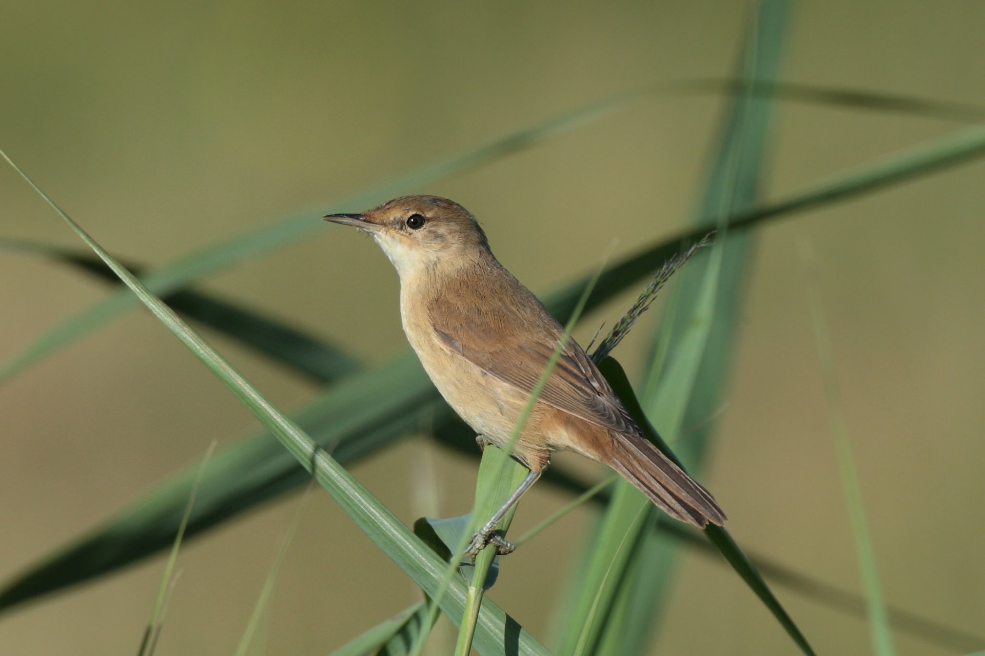 Download Animal Warbler HD Wallpaper by Hammerchewer