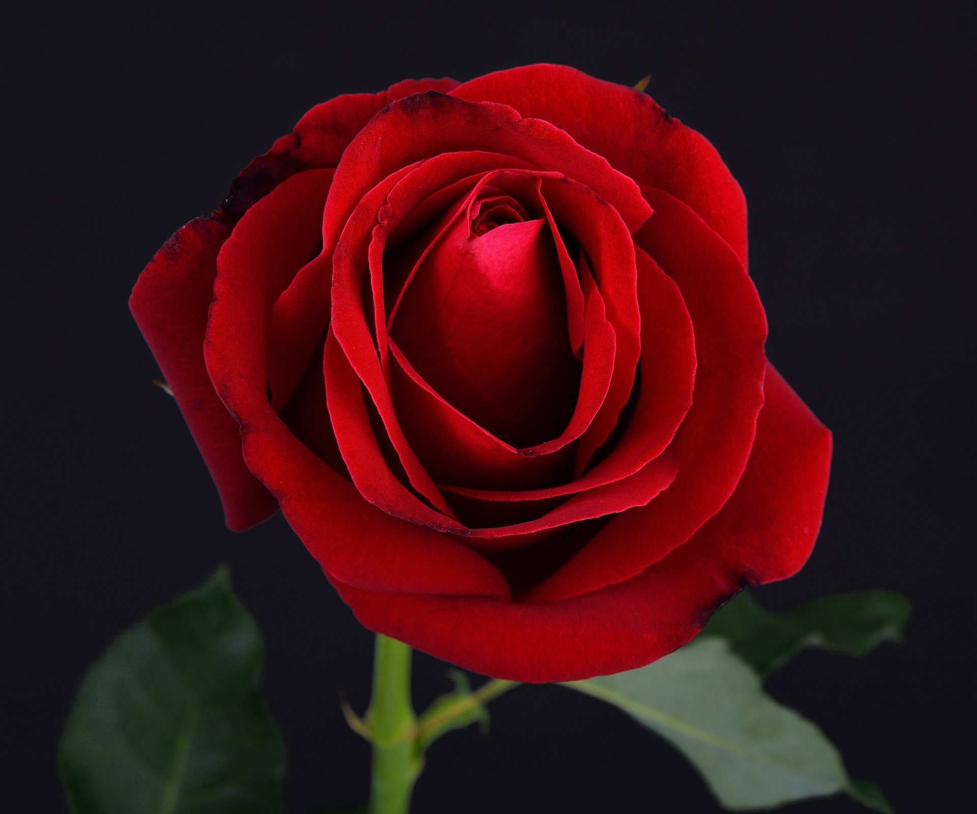 Rose HD Wallpaper | Background Image | 3000x2500 | ID ...