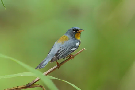  Northern Parula (Setophaga americana) by Hammerchewer