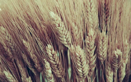 nature wheat HD Desktop Wallpaper | Background Image