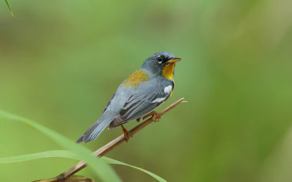  Northern Parula (Setophaga americana) by Hammerchewer