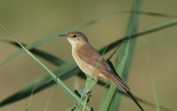  Reed Warbler by Hammerchewer