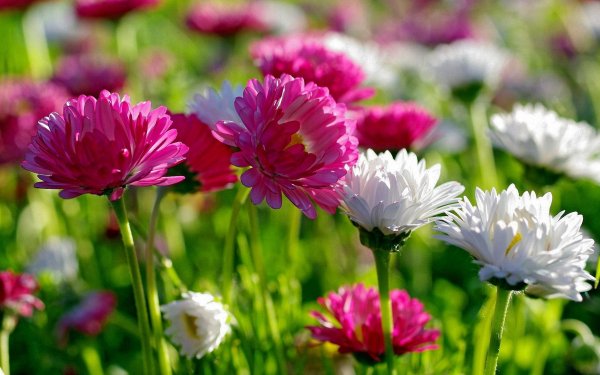 Earth Gerbera Flowers Flower Garden Pink Flower White Flower Daisy HD Wallpaper | Background Image