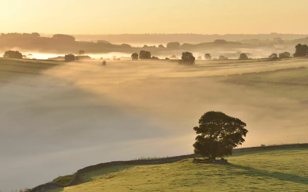 nature fog HD Desktop Wallpaper | Background Image